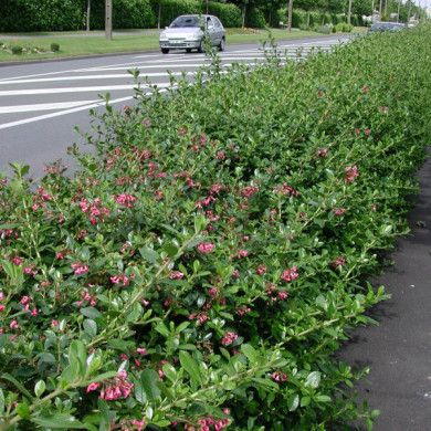Escallonia rubra 'Crimson Spire'