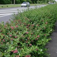 Escallonia rubra 'Crimson Spire'