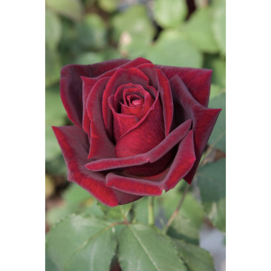 Rosier grimpant Papa Meilland® Meisarsar