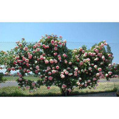 Rosier grimpant Pierre de Ronsard® Meiviolin