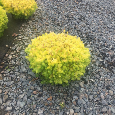 Sedum reflexum 'Angelina'