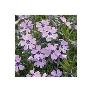 Phlox paniculata 'Bright Eyes'