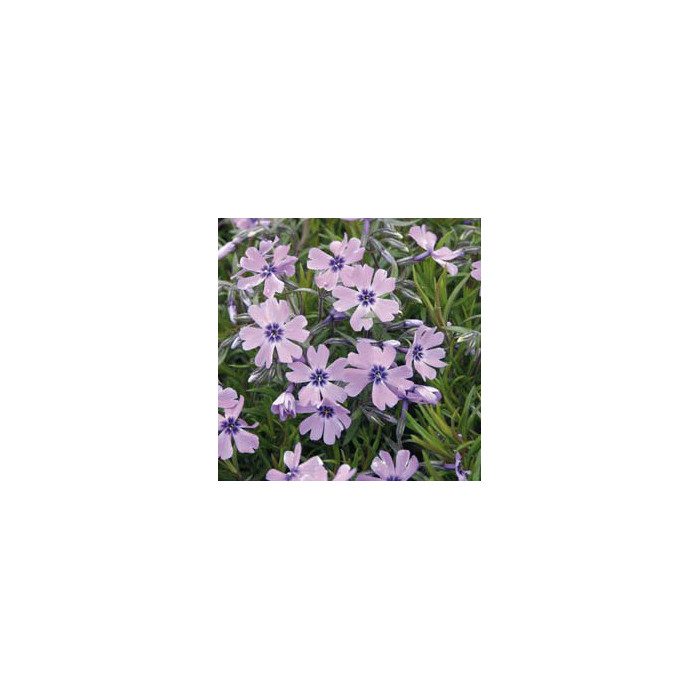 Phlox paniculata 'Bright Eyes'