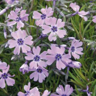 Phlox paniculata 'Bright Eyes'