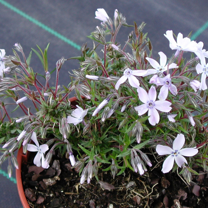 Phlox paniculata 'Bright Eyes'