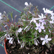 Phlox paniculata 'Bright Eyes'
