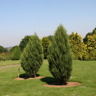 Juniperus scopulorum 'Blue Arrow'