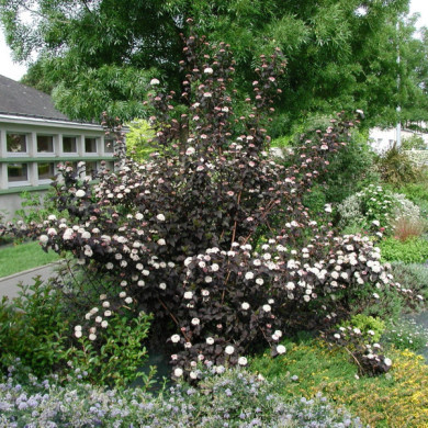 Physocarpus opulifolius 'Diabolo'