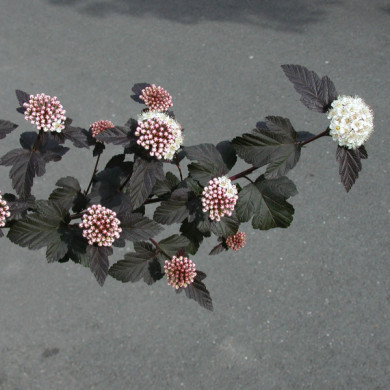 Physocarpus opulifolius 'Diabolo'