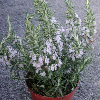 Rosmarinus officinalis