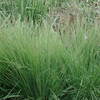 Molinia caerulea 'Heidebraut'