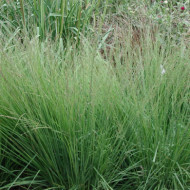 Molinia caerulea 'Heidebraut'