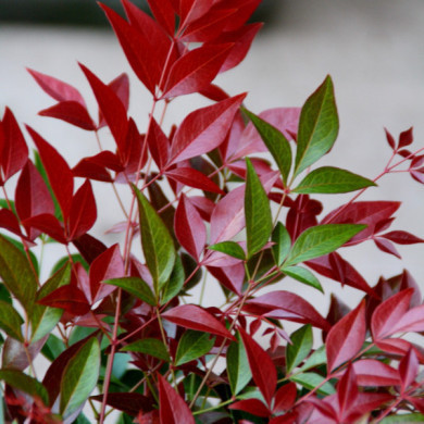 Nandina domestica 'Obsessed' seika
