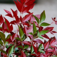 Nandina domestica 'Obsessed' seika