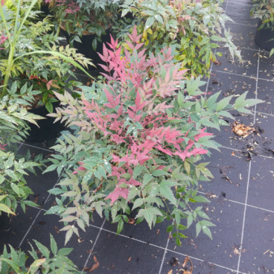Nandina domestica 'Obsessed' seika