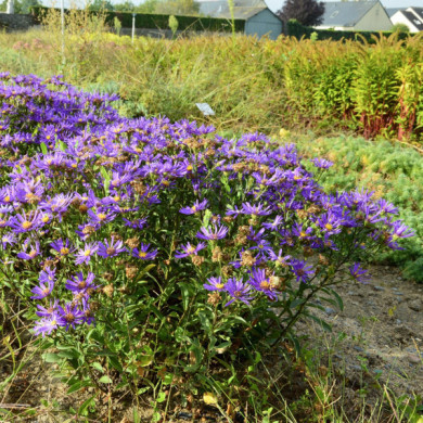 Aster amellus 'Veilchenkönigin '