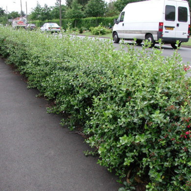 Escallonia rubra var. macrantha