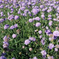 Scabiosa columbaria 'Pink Mist'