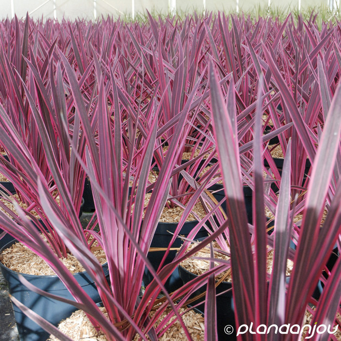 Cordyline australis Pink Passion 'Seipin'