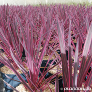 Cordyline australis Pink Passion 'Seipin'