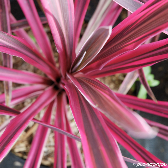 Cordyline australis Pink Passion 'Seipin'