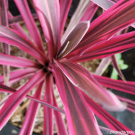Cordyline australis Pink Passion 'Seipin'