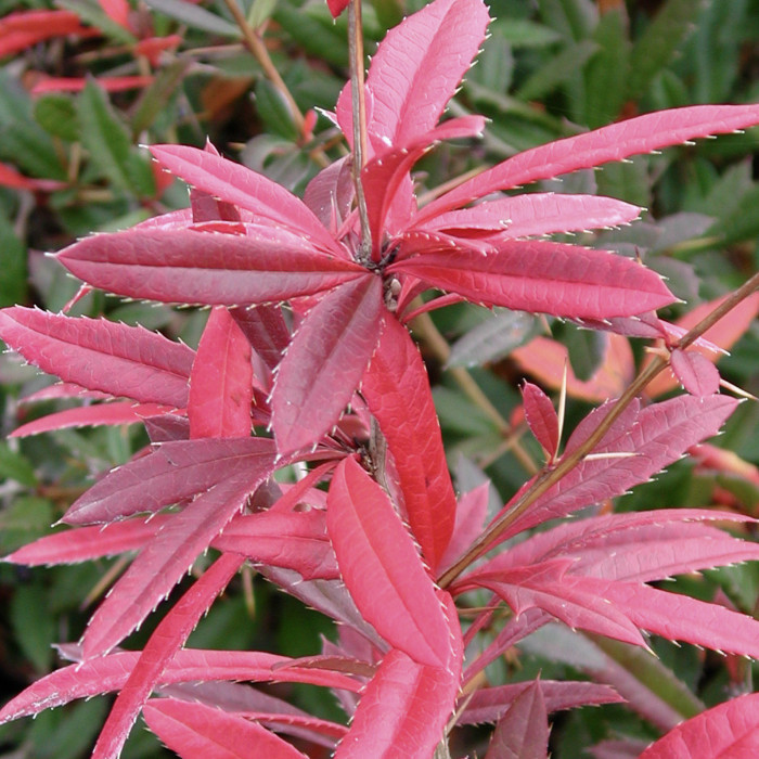 Berberis julianae