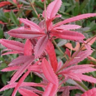 Berberis julianae