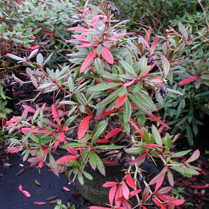 Berberis julianae