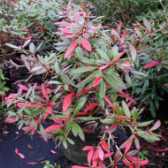 Berberis julianae