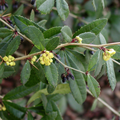 Berberis julianae