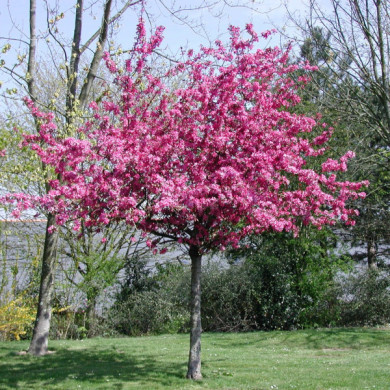 Malus 'Nicoline'