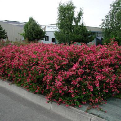 Escallonia rubra var. macrantha