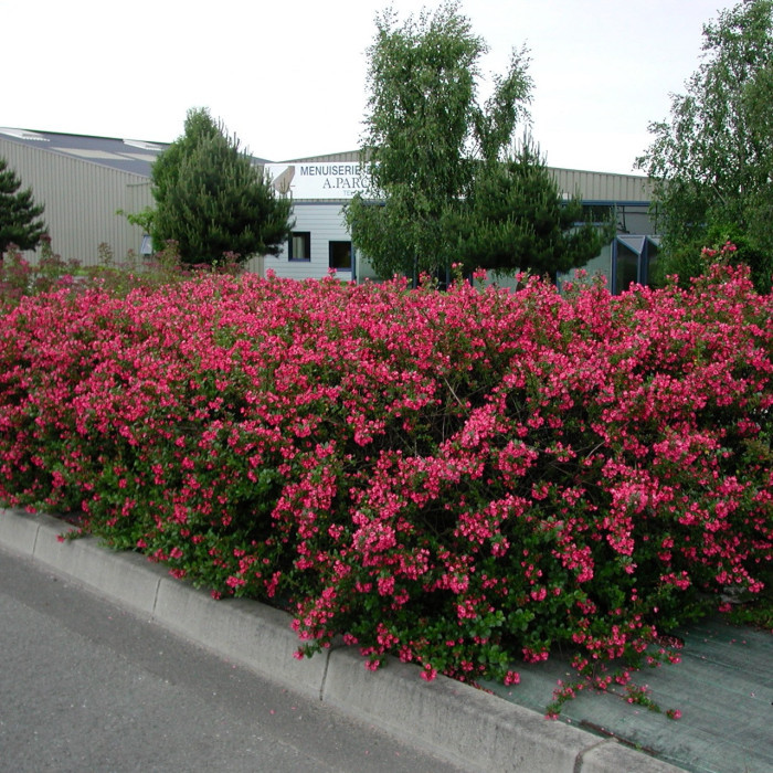 Escallonia rubra var. macrantha