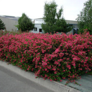 Escallonia rubra var. macrantha