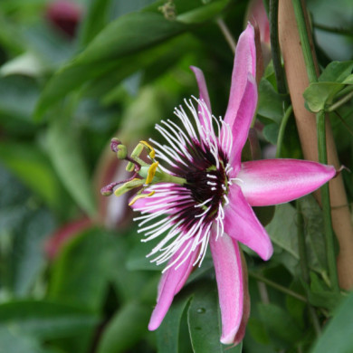 Passiflora 'Victoria'