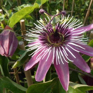 Passiflora 'Victoria'