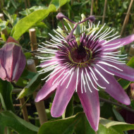 Passiflora 'Victoria'