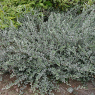 Salix repens var. nitida