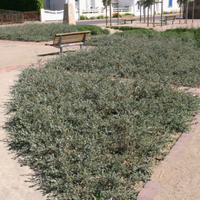 Salix repens var. nitida