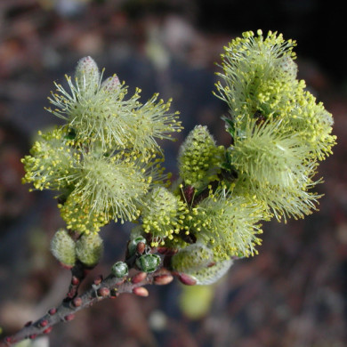 Salix repens var. nitida