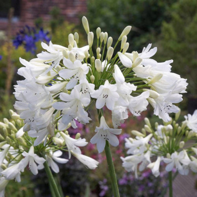 Agapanthus 'Artic star '
