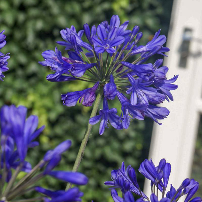 Agapanthus 'Aga04051' BRILLIANT BLUE