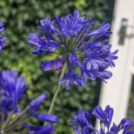 Agapanthus 'Aga04051' BRILLIANT BLUE