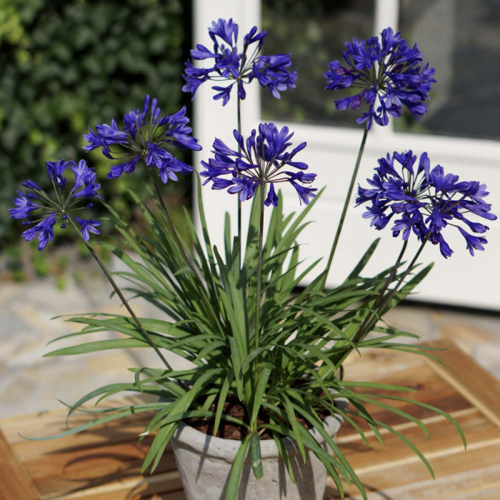 Agapanthus 'Aga04051' BRILLIANT BLUE