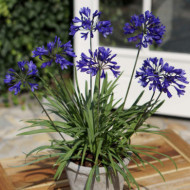 Agapanthus 'Aga04051' BRILLIANT BLUE
