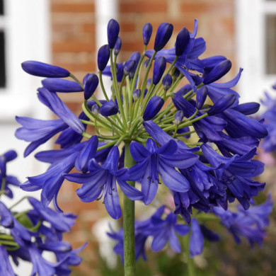Agapanthus africanus 'Flower of Love'