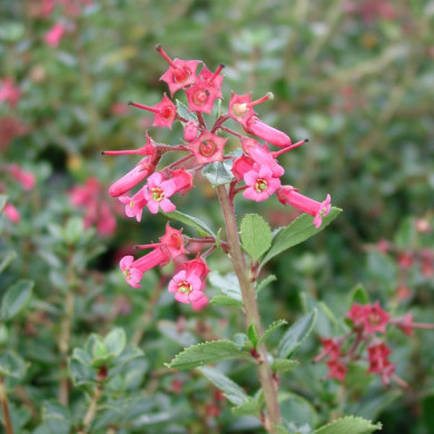 Escallonia rubra var. macrantha