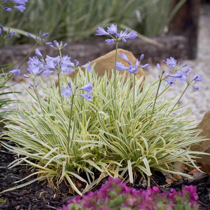 Agapanthus 'Golden Drop'®
