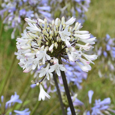 Agapanthus Graphite White® 'turk3 '